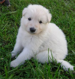 puppy 2005